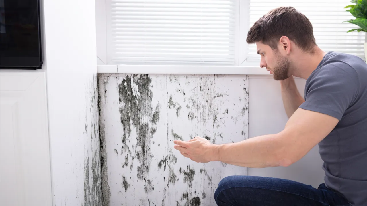 Similarities Between Mold and Lodging Policies
