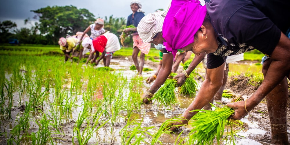 AgriTech Advancements in Goa Agriculture