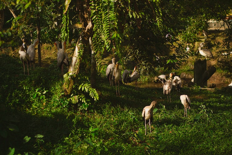 Best Wildlife SanctuariesIn Goa