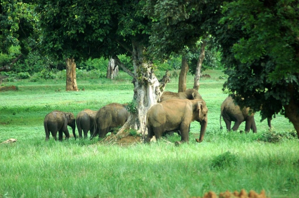 Betla National Park