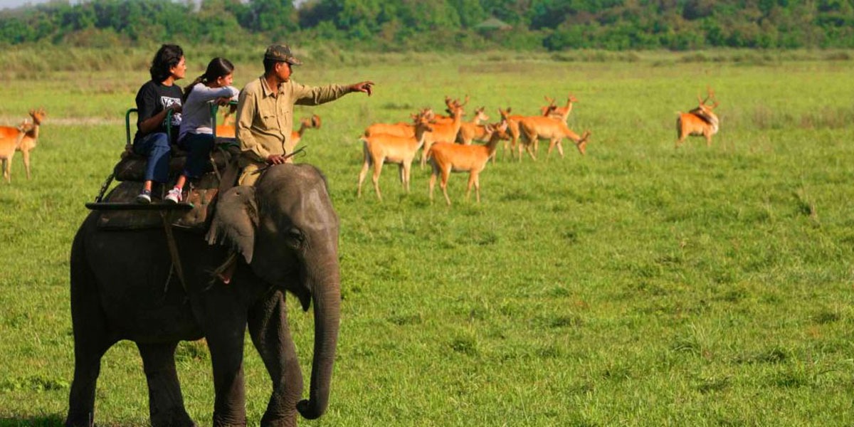 Elephant Safari Betla National Park