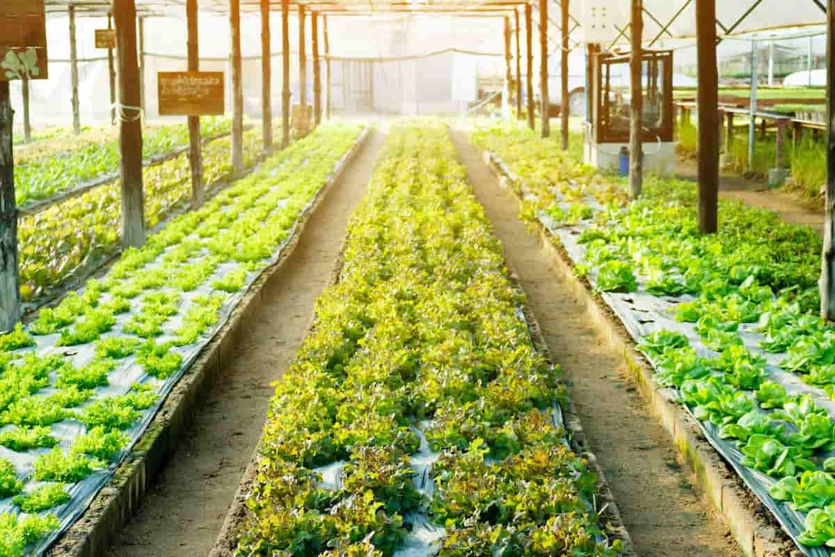 Eco-Friendly Farming Solutions