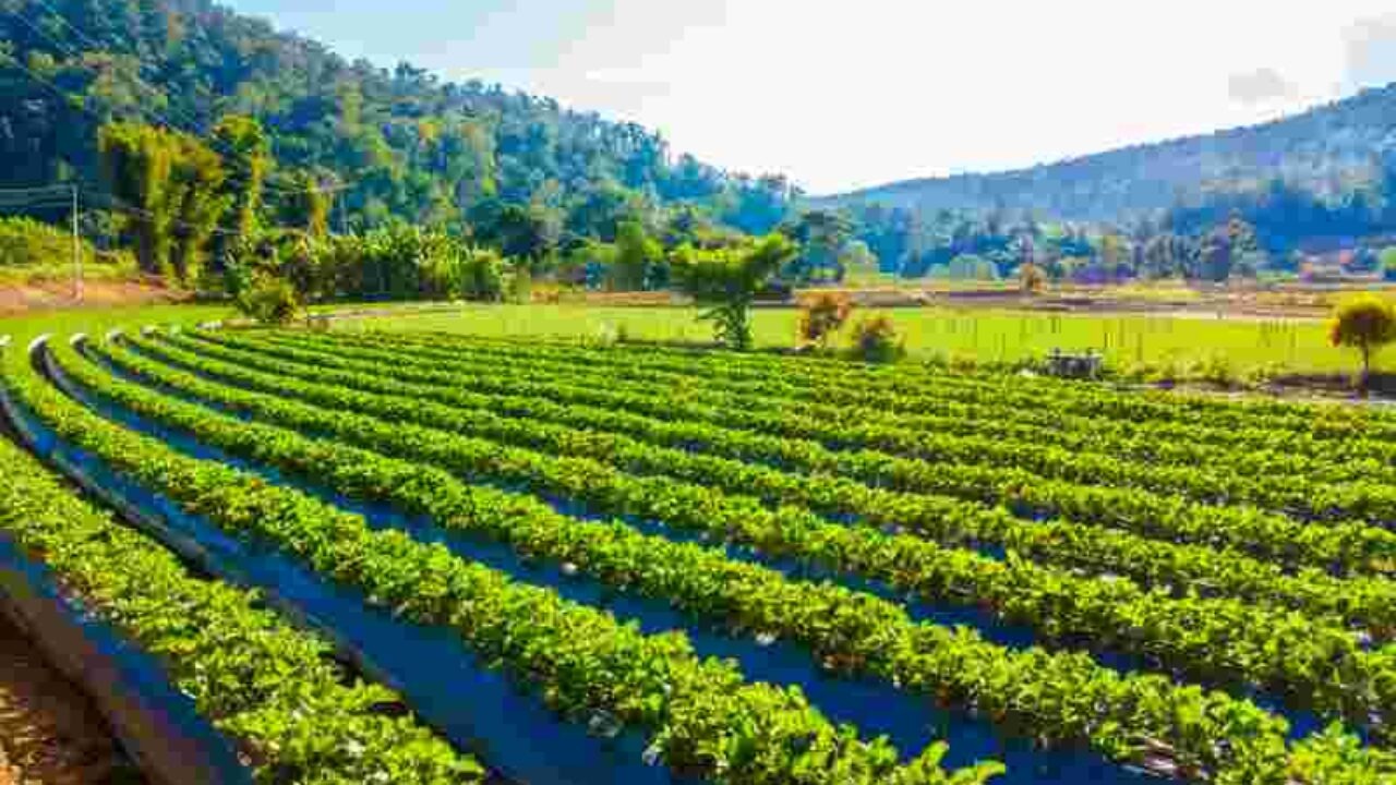 Madhya Pradesh Sustainable Agriculture