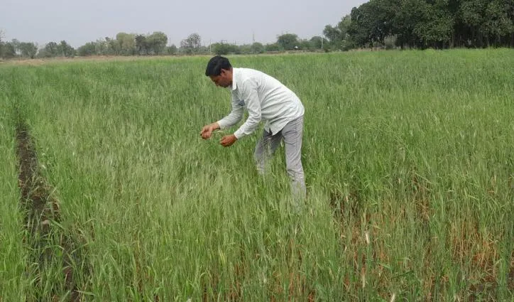 Role of Government in Smart Farming in MP