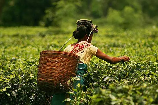 Green Tea and Lifestyle of Assam
