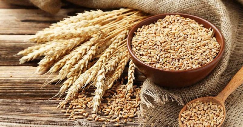 MP Wheat in Taste and Culture