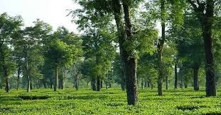 Best Places to Visit in Dibrugarh