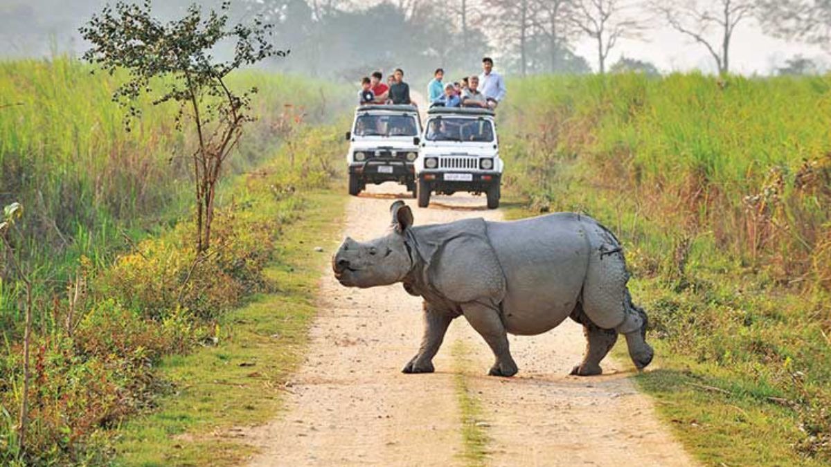 Jeep Safari in Kaziranga