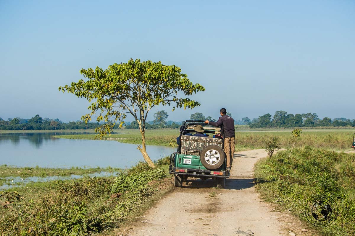 Jeep Safari in Kaziranga National Park