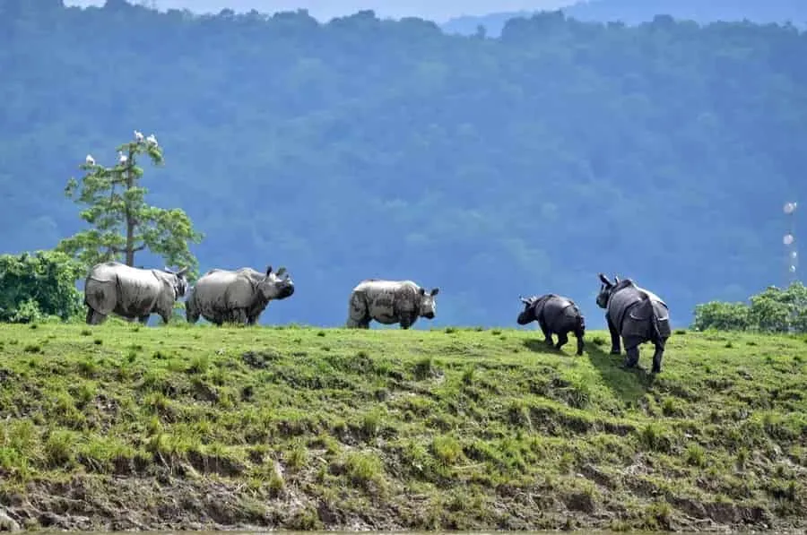 The natural beauty of Kaziranga