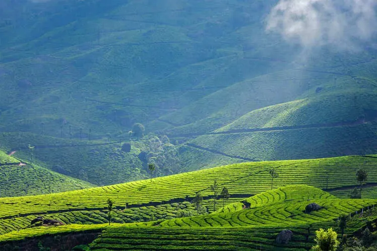 Tourism and Tea Plantations