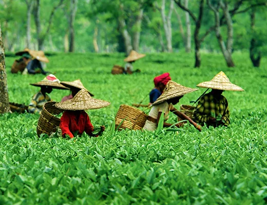 Agriculture and Challenges in Assam