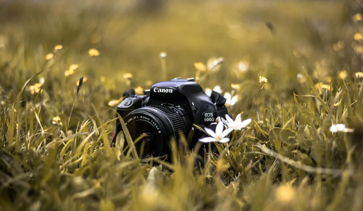 Best Beginner Camera For Wildlife Photography Best Beginner Camera For Wildlife Photography