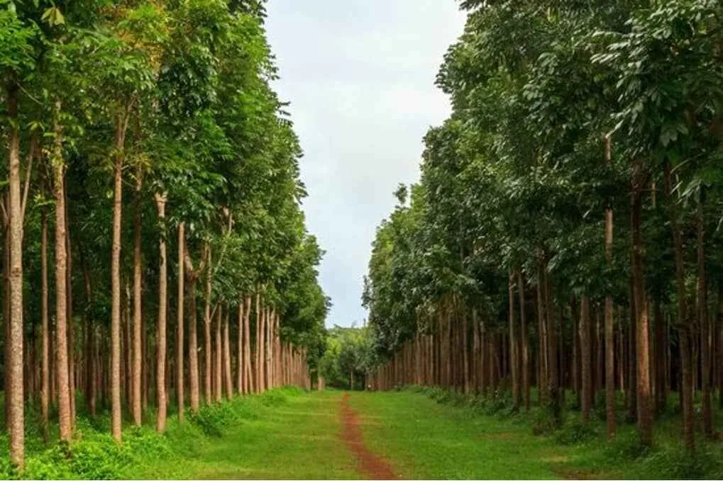 Otherworldly Timber Species Made in Tamil Nadu