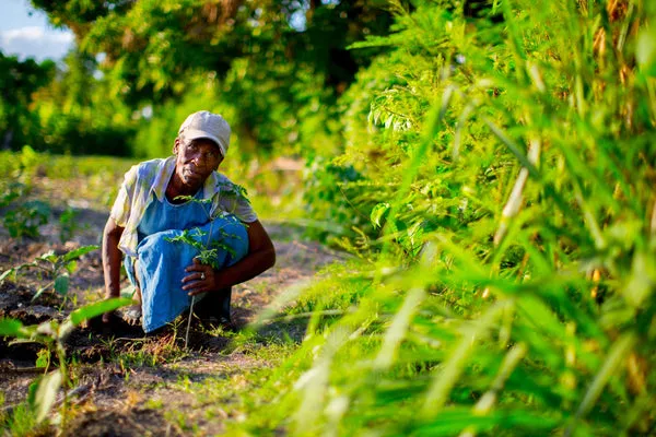 What Is Agroforestry