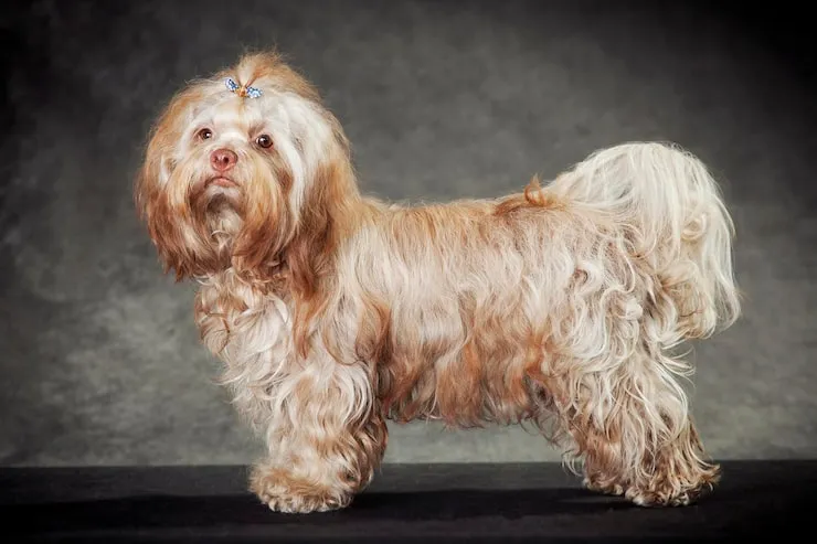 Lhasa Apso Lhasa Apso