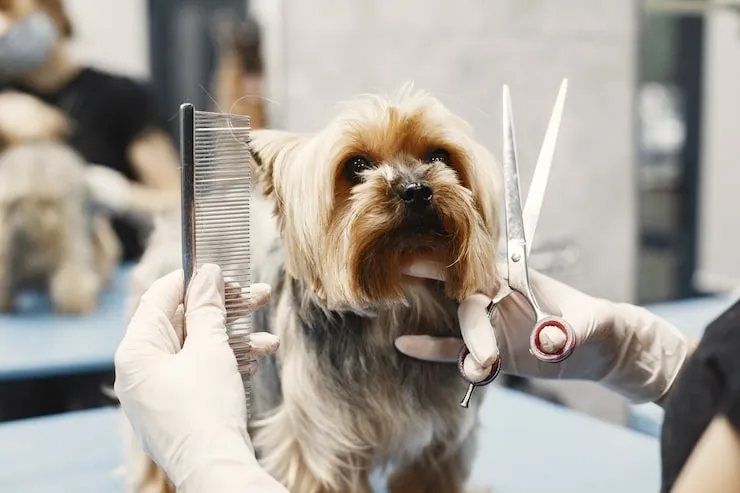 How to Groom a Dog With Long Hair How to Groom a Dog With Long Hair