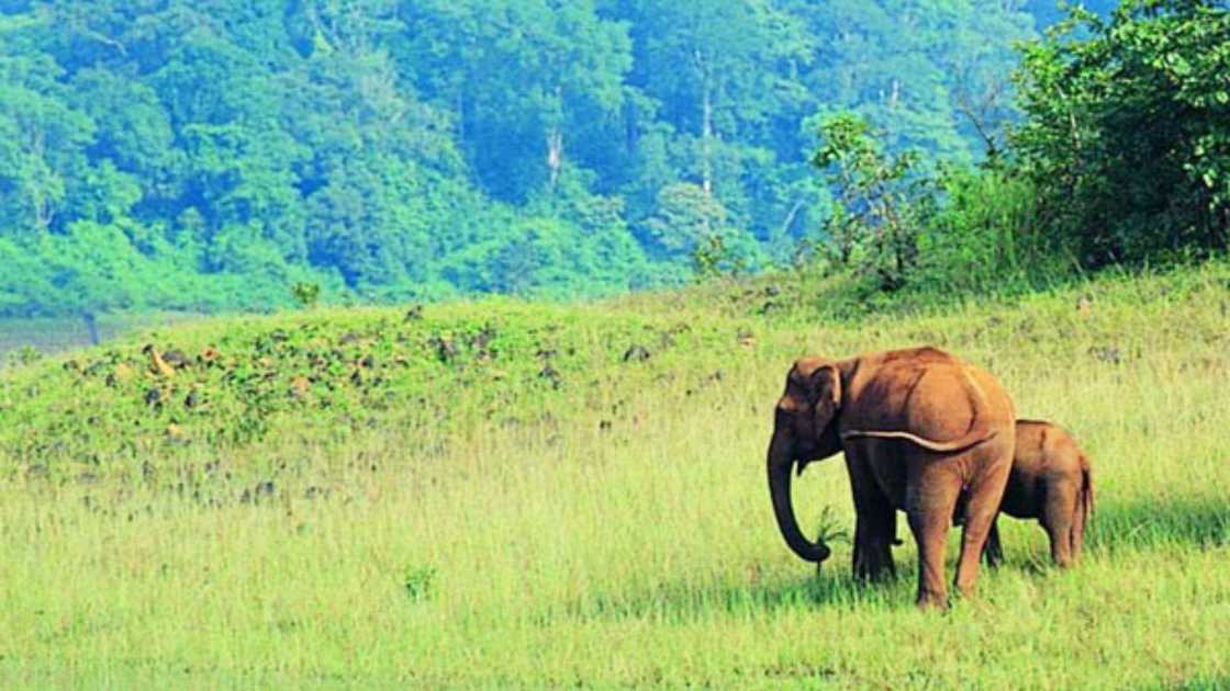 Wildlife Safaris and Jungle Treks in Periyar and Bandipur