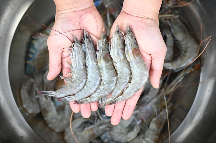 fresh raw grey prawns being cleaned and deveined in a kitchen bowl fresh raw grey prawns being cleaned and deveined in a kitchen bowl