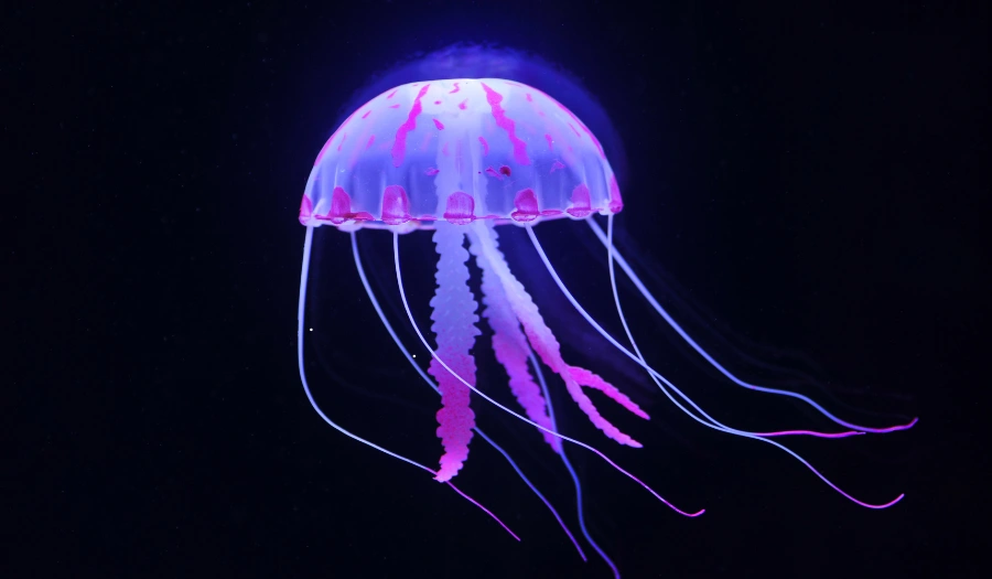 Immortal jellyfish may live forever Immortal jellyfish may live forever