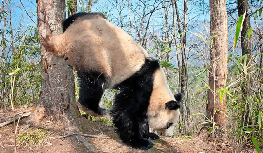 Pandas do handstands to pee Pandas do handstands to pee