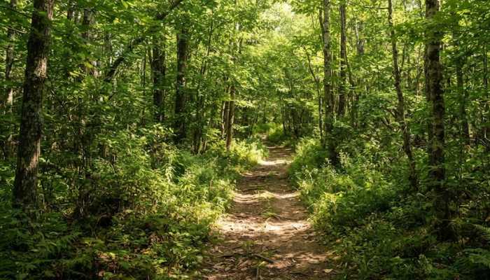 A dense New England forest path dappled in bright summer sunlight with thick foliage. A dense New England forest path dappled in bright summer sunlight with thick foliage.