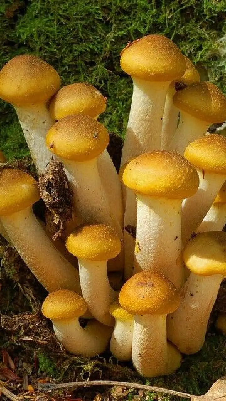 ਗੁਣਾਂ ਨਾਲ ਭਰਪੂਰ ਹੈ ਮਸ਼ਰੂਮ